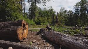 How Our Tree Care Process Works  in  Sunman, IN