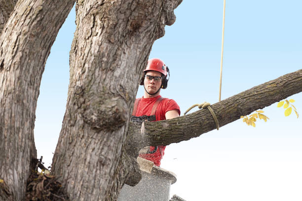 Sunman, IN Tree Care Company